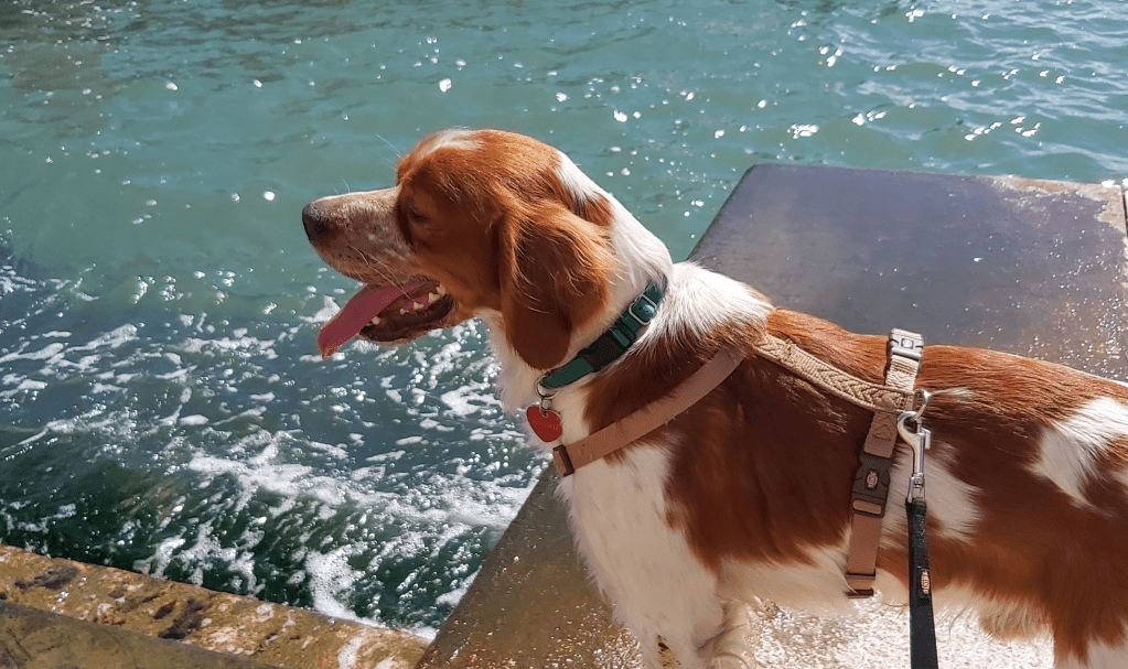 Quinn, il mio cane, mi accompagna spesso nelle passeggiate creative per avere nuove idee di marketing